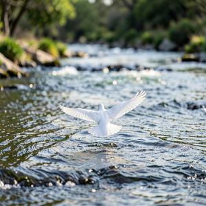 White Dove