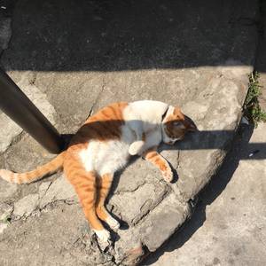 晒太阳的猫