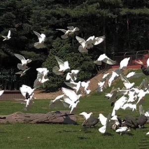 《江城子·乙卯正月二十日夜记梦》