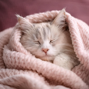 Susurros Somnolientos Para Gatos