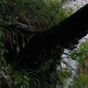 盛开的樱花 伴奏