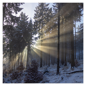 Flooded with Light