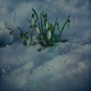 Snowdrops