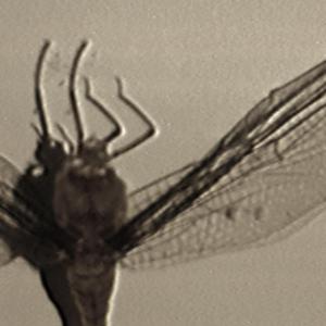 Mourning Evening, Sweet Nothing