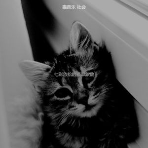 抚慰的小猫回忆