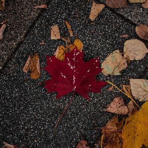 夜语 （大提琴）