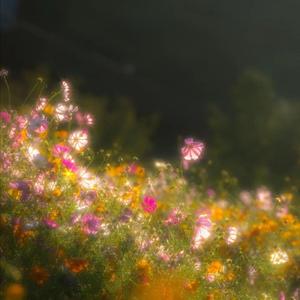 Tranquil Taipei Tapes