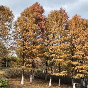 DOGGYE-秋天的风Remix（shyshy.version）（shyshy remix）