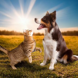 Ritmos Acogedores De Las Patitas