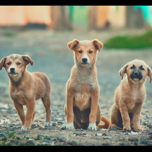 Puppies (Feelings)