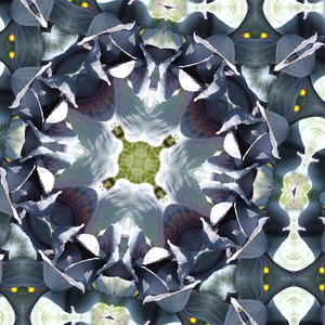 Reflecterend, als een flonkering van een droombeeld in zachte momenten