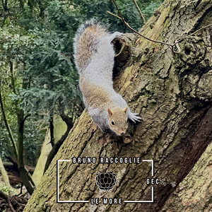 Bruno raccoglie le more