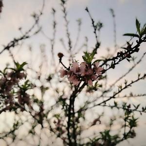 剑三·心上春秋（Cover ピコ）