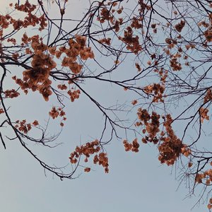 我不想你成为另一颗树的春天