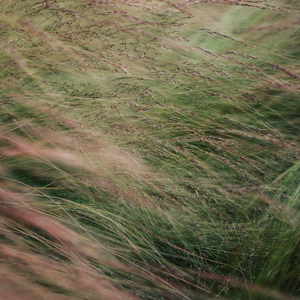 云裳羽衣曲（cover）