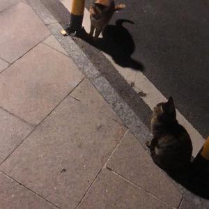 你的轮廓（吉他男声版）