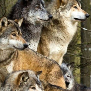 Neck Breakers (slowed)