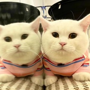 我的北方姑娘(吉他版)