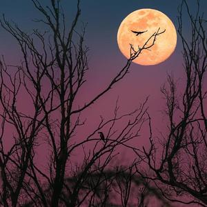 Squid Game Vol 1 (WeiMUSIQUE 2K21)