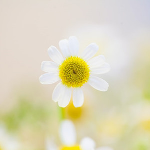 카모마일 Chamomile
