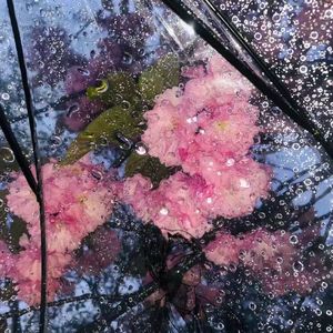 影子在墙上的皮影