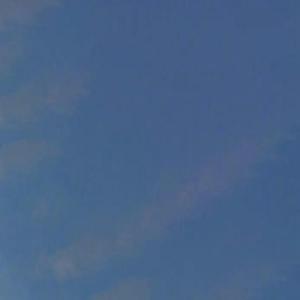 叶隙间洒落的阳光