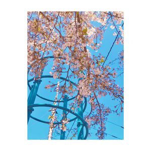 春日笙弦 Blooming Episode