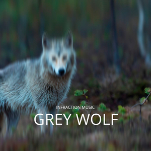 Grey Wolf