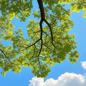 落在我夏天的雪