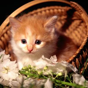 おうちに帰りたい （Ukulele Ver.）