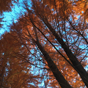 不分手的恋爱