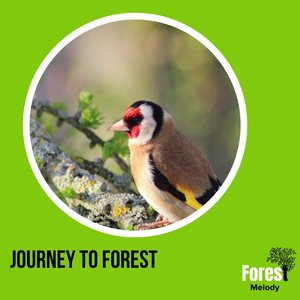 Scarlet Northen Flicker