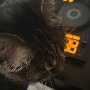 哈基米暴力搓碟