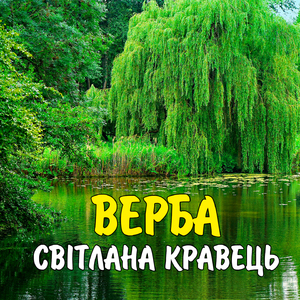 Верба