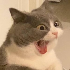 sunflower（翻自 孙培博）