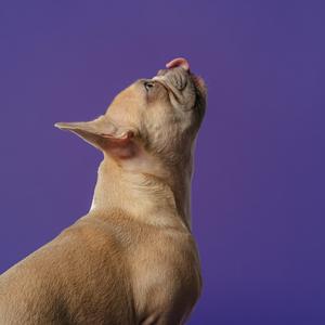 诙谐幽默 鬼鬼祟祟