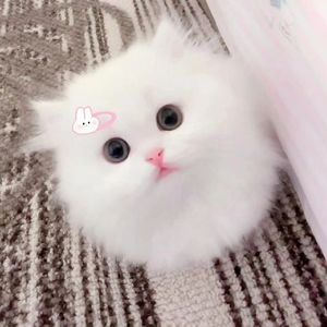 左肩（翻自 安苏羽）