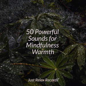 Echoes of Unleashed Beats