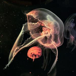 Travel of Hattifatteners