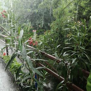 清迈雨季的白噪音/让你睡的更好/舒压按摩背景音乐/睡觉/疗愈/学习/治疗