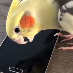 千万别让玄凤听多了短信铃声