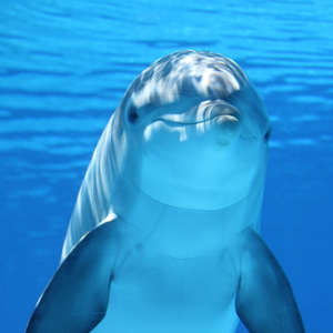 Dolphin Sound
