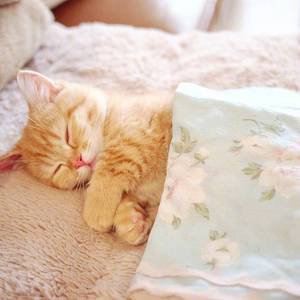 焦糖星（翻自 初音ミク）