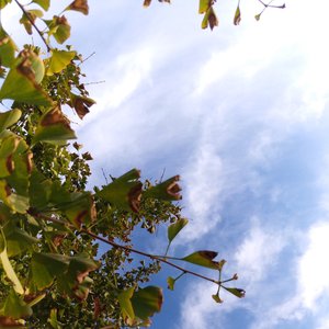 张川豹-天空之城