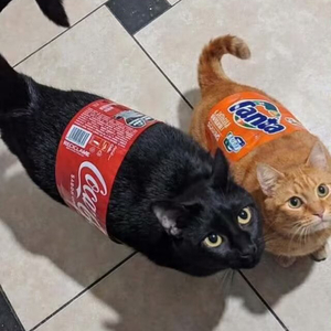 塑料姐妹如懿海兰