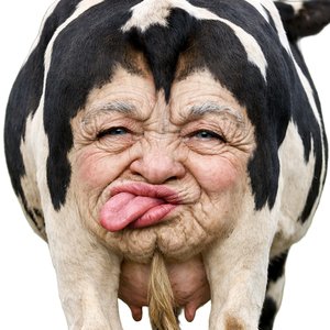 Je Oma Is Een Koeiekont!