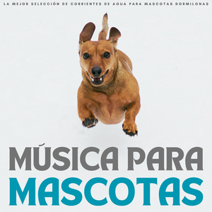Música Acuática Relajante Para Mascotas