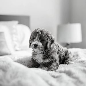 抚慰的训练犬回忆