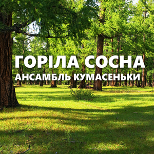 Горіла сосна
