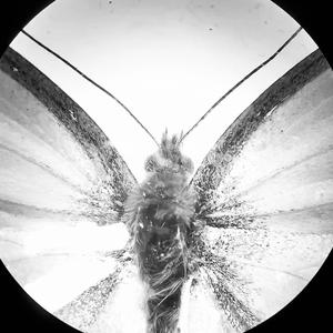 Photo Negatives